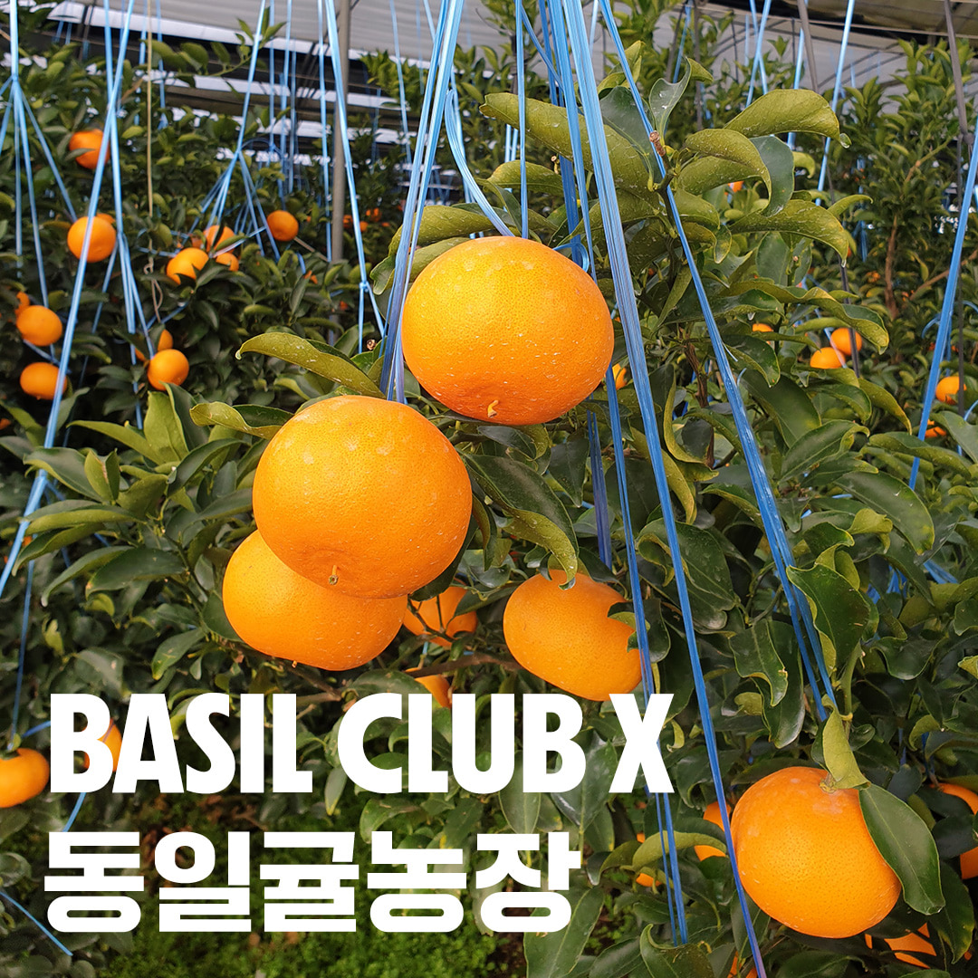 [BASIL CLUB with 동일귤농장] BASIL CLUB’s Choice